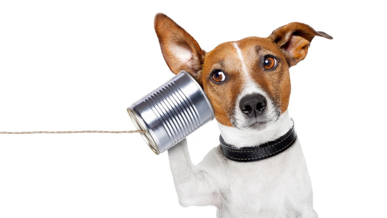 Do Dogs Like White Noise? What the Research Says