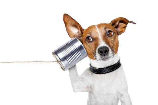 Do Dogs Like White Noise? What the Research Says